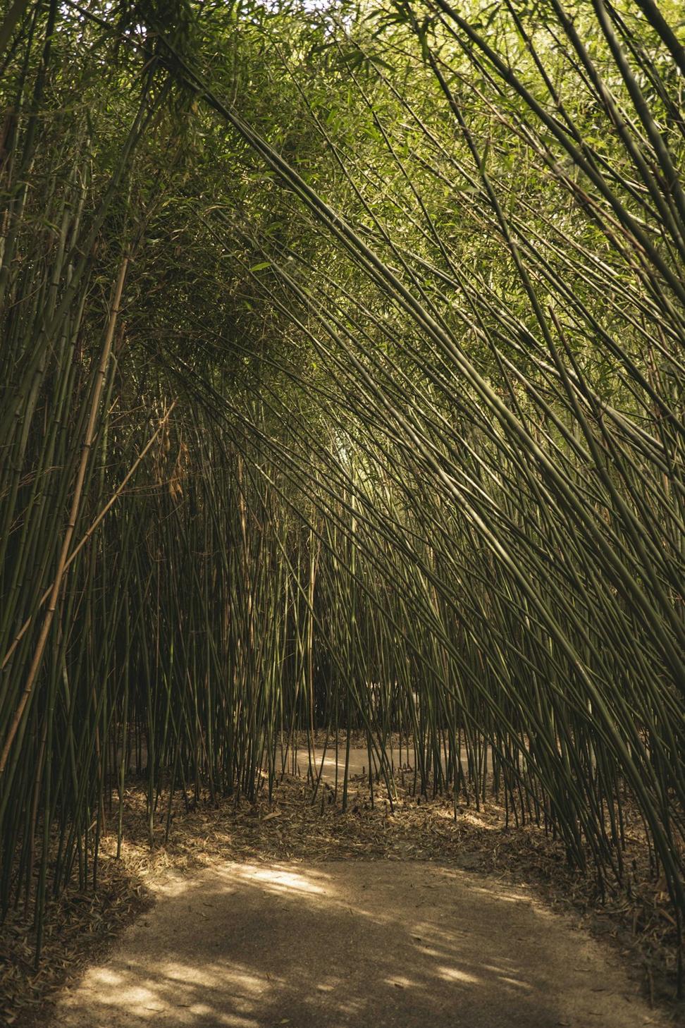 Renewable materials